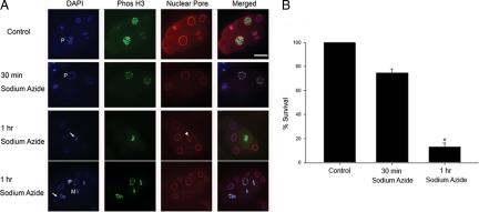 https://cdn.ncbi.nlm.nih.gov/pmc/blobs/7958/2828959/86248268d3ab/zmk0051093600002.jpg