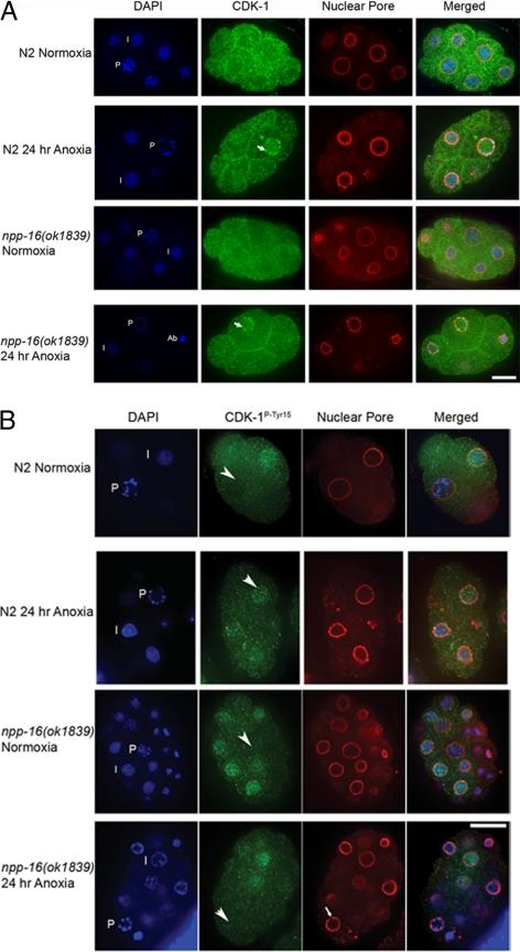 https://cdn.ncbi.nlm.nih.gov/pmc/blobs/7958/2828959/d2e3768788aa/zmk0051093600008.jpg