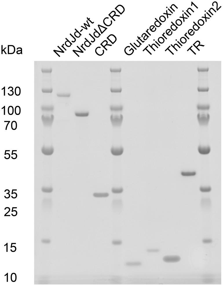 https://cdn.ncbi.nlm.nih.gov/pmc/blobs/7958/5704485/c7aeed446cb8/zbc0491777400002.jpg