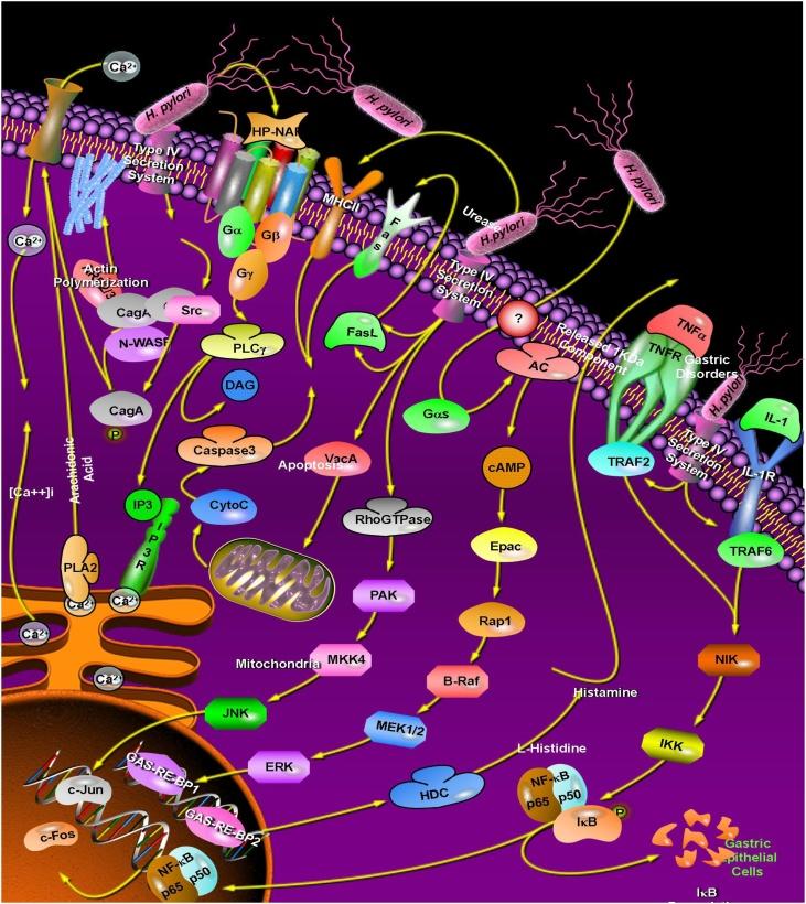 https://cdn.ncbi.nlm.nih.gov/pmc/blobs/7958/7248673/0d736e37c000/gr1.jpg