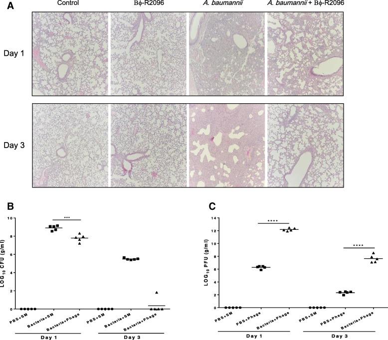 https://cdn.ncbi.nlm.nih.gov/pmc/blobs/795a/6444642/5bfe68d35d12/12866_2019_1443_Fig6_HTML.jpg