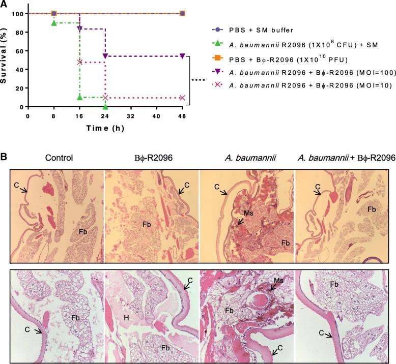 https://cdn.ncbi.nlm.nih.gov/pmc/blobs/795a/6444642/e68aa64ab5e8/12866_2019_1443_Fig4_HTML.jpg