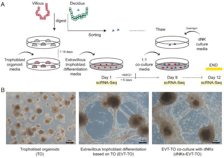 https://cdn.ncbi.nlm.nih.gov/pmc/blobs/795c/10583354/3ac508f55340/12864_2023_9690_Fig1_HTML.jpg