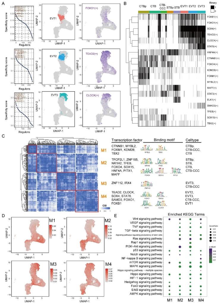 https://cdn.ncbi.nlm.nih.gov/pmc/blobs/795c/10583354/e855cc220efc/12864_2023_9690_Fig5_HTML.jpg