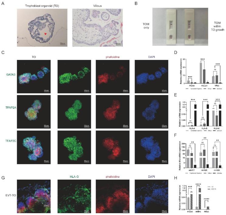 https://cdn.ncbi.nlm.nih.gov/pmc/blobs/795c/10583354/fb8983f5a408/12864_2023_9690_Fig2_HTML.jpg