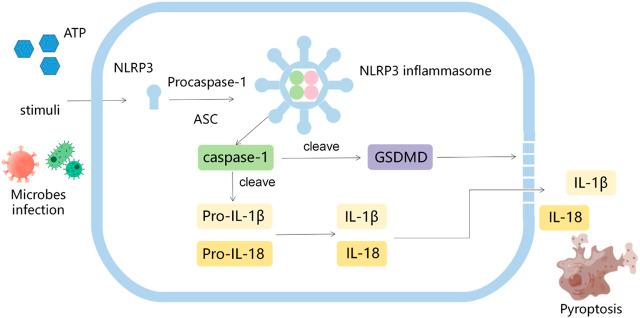 https://cdn.ncbi.nlm.nih.gov/pmc/blobs/795e/10157400/a0a42c44f1be/fphar-14-1150325-g001.jpg