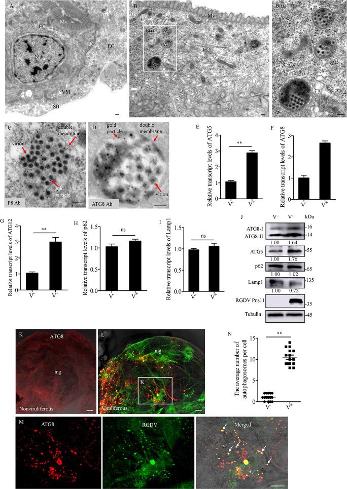 https://cdn.ncbi.nlm.nih.gov/pmc/blobs/7962/9119444/40580846a48f/ppat.1010506.g001.jpg