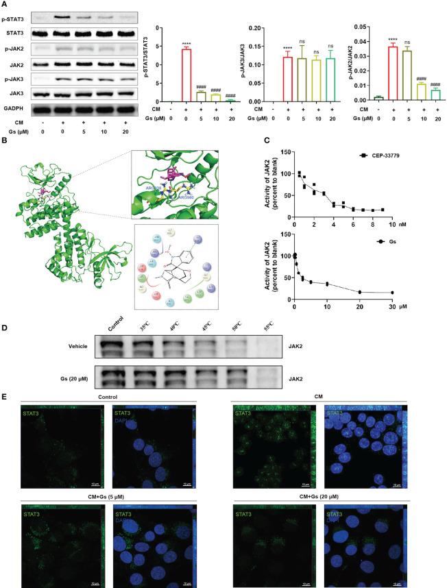https://cdn.ncbi.nlm.nih.gov/pmc/blobs/796b/10098192/5270c9671e84/fimmu-14-1164278-g006.jpg
