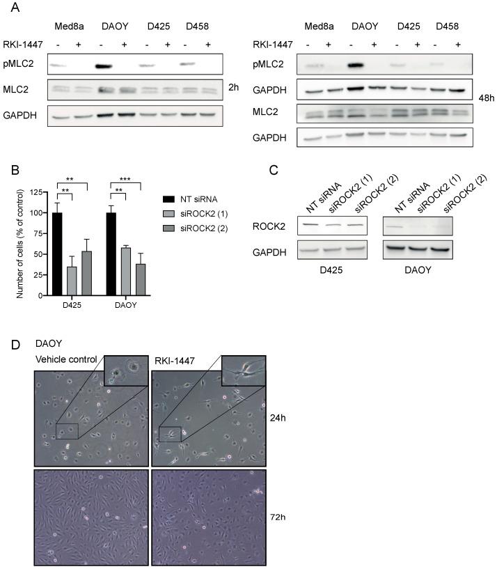 https://cdn.ncbi.nlm.nih.gov/pmc/blobs/796c/7016943/7fe8d2bbe7e9/cancers-12-00073-g003.jpg