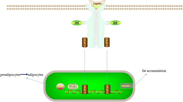 https://cdn.ncbi.nlm.nih.gov/pmc/blobs/796d/9902876/52946f6358b5/fimmu-14-1066222-g004.jpg