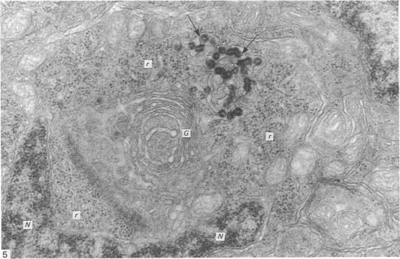 https://cdn.ncbi.nlm.nih.gov/pmc/blobs/796f/1261914/a051da962205/janat00176-0068-a.jpg
