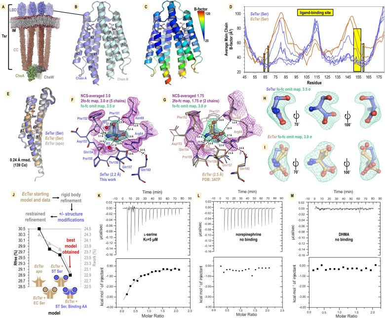 https://cdn.ncbi.nlm.nih.gov/pmc/blobs/7971/11142651/fbbf9ab428ed/elife-93178-fig7.jpg