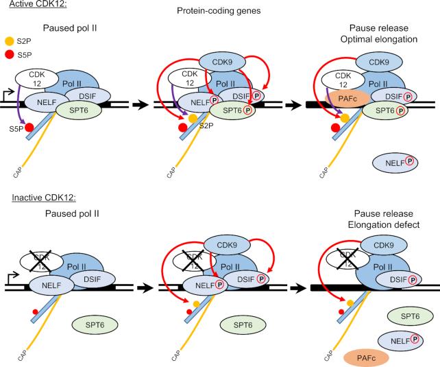 https://cdn.ncbi.nlm.nih.gov/pmc/blobs/7971/7641311/05a3ac695b02/gkaa514fig6.jpg