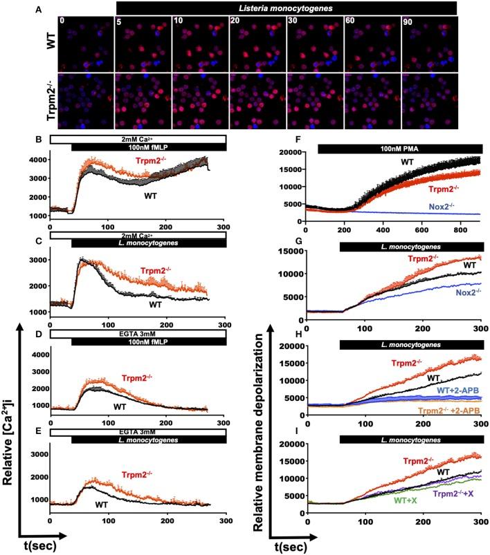 https://cdn.ncbi.nlm.nih.gov/pmc/blobs/7972/7010865/4ce7468c753e/fimmu-11-00097-g0009.jpg