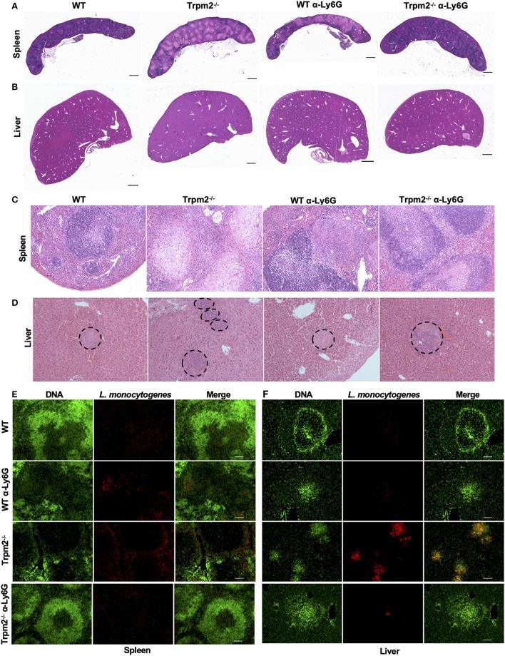 https://cdn.ncbi.nlm.nih.gov/pmc/blobs/7972/7010865/8f689e830d3e/fimmu-11-00097-g0004.jpg
