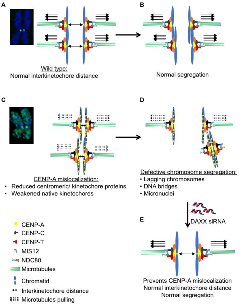 https://cdn.ncbi.nlm.nih.gov/pmc/blobs/7975/5564523/ca954b13a540/oncotarget-08-46781-g009.jpg