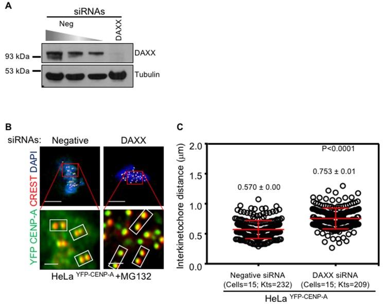 https://cdn.ncbi.nlm.nih.gov/pmc/blobs/7975/5564523/d290c2280318/oncotarget-08-46781-g008.jpg