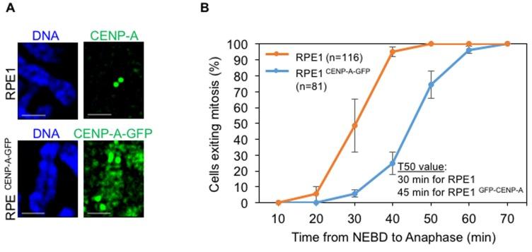 https://cdn.ncbi.nlm.nih.gov/pmc/blobs/7975/5564523/ddbe7c779ae7/oncotarget-08-46781-g004.jpg