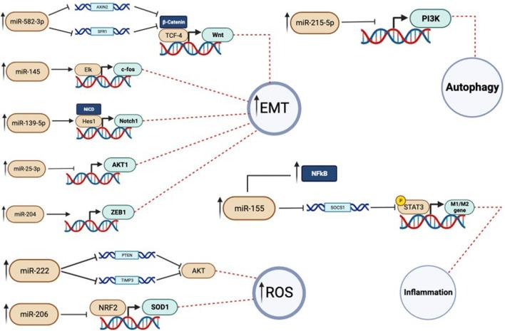https://cdn.ncbi.nlm.nih.gov/pmc/blobs/797a/10905188/8b2d2c1ca0cb/fcell-12-1343385-g003.jpg