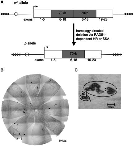 https://cdn.ncbi.nlm.nih.gov/pmc/blobs/797a/2995050/0c3002f44a71/gkq624f1.jpg