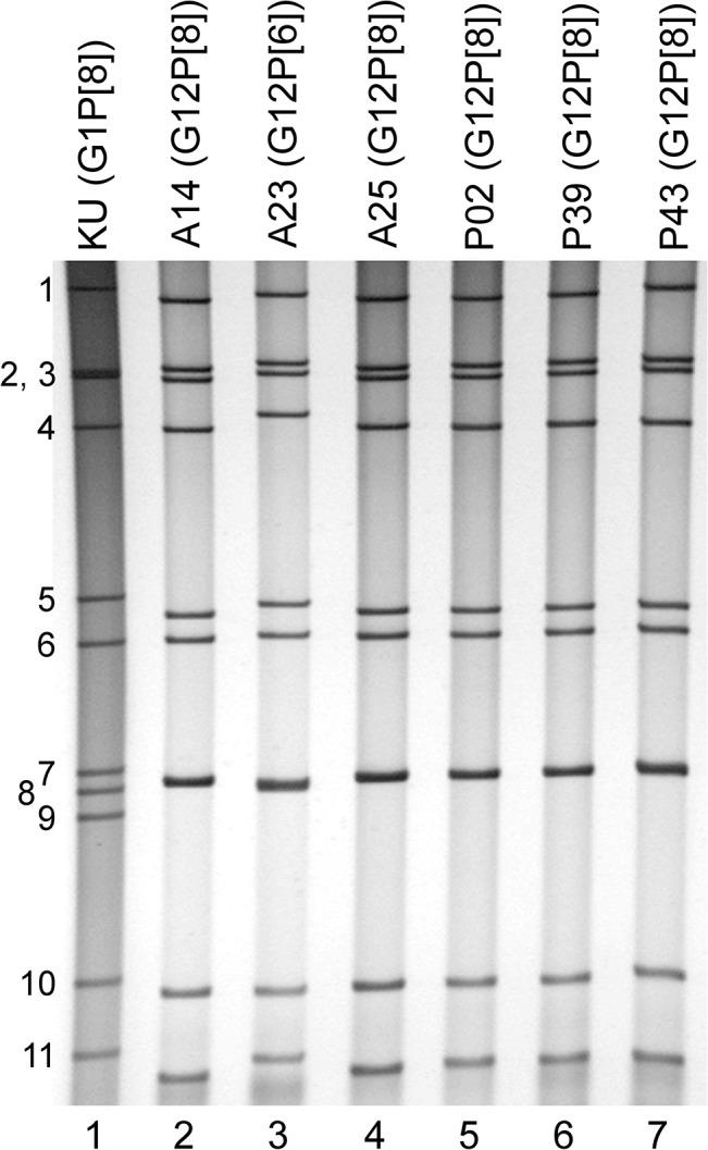 https://cdn.ncbi.nlm.nih.gov/pmc/blobs/797b/4418666/a9640f98b580/pone.0124965.g001.jpg