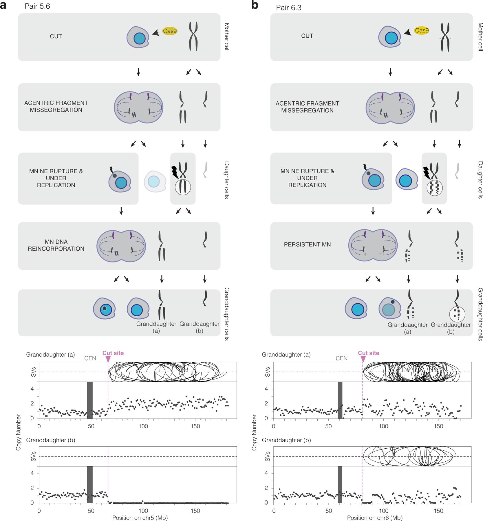 https://cdn.ncbi.nlm.nih.gov/pmc/blobs/797b/8192433/05c28988244d/nihms-1681626-f0003.jpg