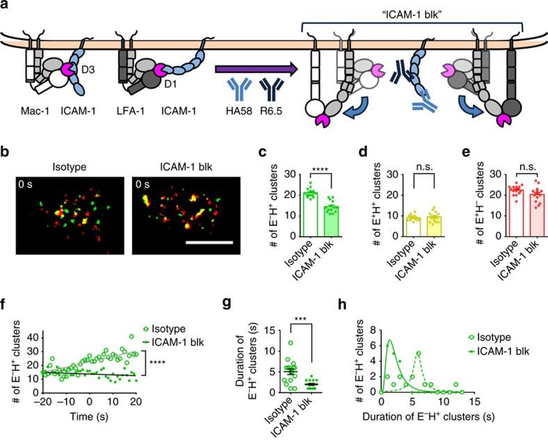 https://cdn.ncbi.nlm.nih.gov/pmc/blobs/797d/5013657/3cff28d3b286/ncomms12658-f6.jpg