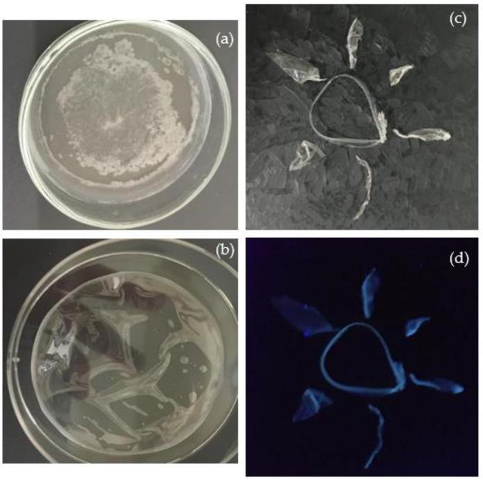 https://cdn.ncbi.nlm.nih.gov/pmc/blobs/7983/11125391/778ded35bd0e/polymers-16-01390-g005.jpg