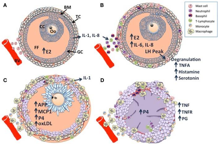 https://cdn.ncbi.nlm.nih.gov/pmc/blobs/7985/4309202/9b18f82a00b5/fimmu-06-00007-g001.jpg