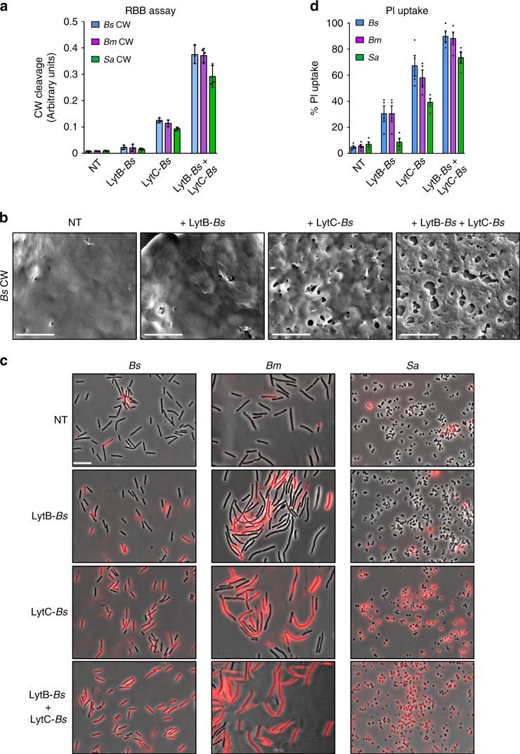 https://cdn.ncbi.nlm.nih.gov/pmc/blobs/7985/7176660/a668d53bc9fb/41467_2020_15605_Fig5_HTML.jpg
