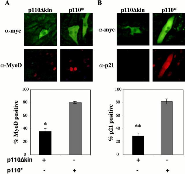 https://cdn.ncbi.nlm.nih.gov/pmc/blobs/7987/2190590/64fe9e3b2cb6/JCB0009014.f8.jpg