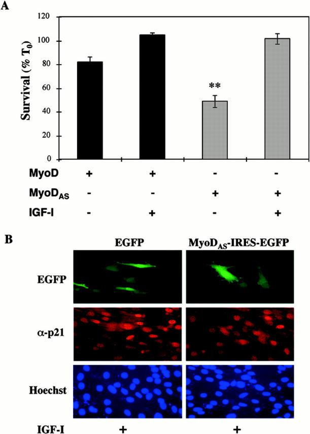 https://cdn.ncbi.nlm.nih.gov/pmc/blobs/7987/2190590/99a75af0da3f/JCB0009014.f6.jpg