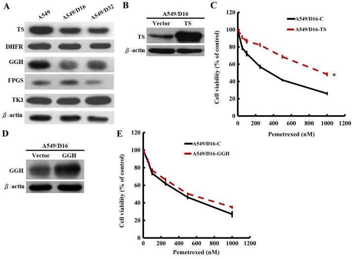 https://cdn.ncbi.nlm.nih.gov/pmc/blobs/7987/5780031/95903c526e72/OR-38-05-2787-g01.jpg