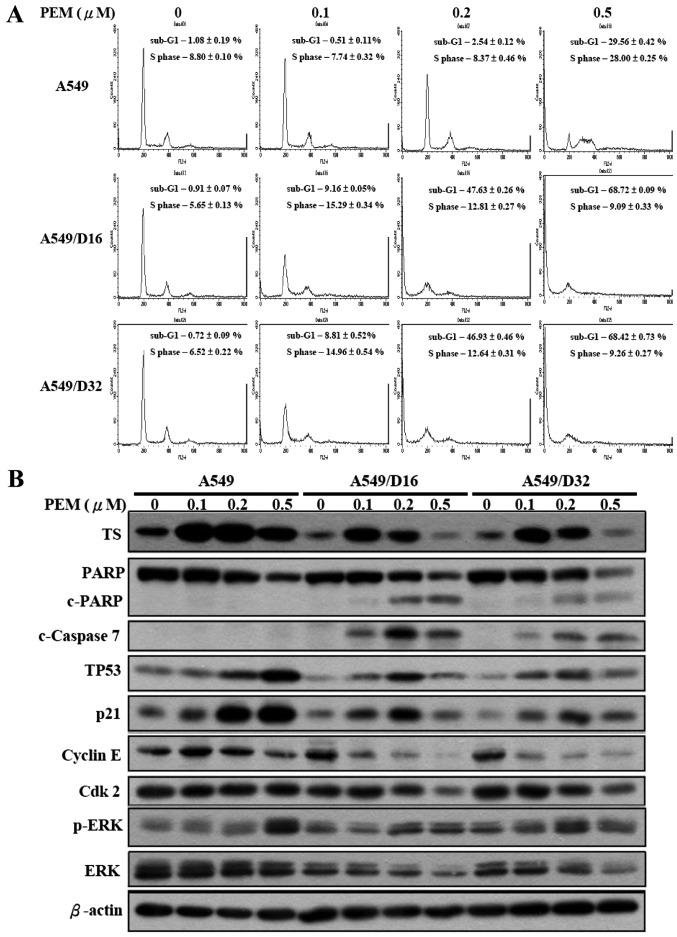 https://cdn.ncbi.nlm.nih.gov/pmc/blobs/7987/5780031/eb78165a279e/OR-38-05-2787-g02.jpg