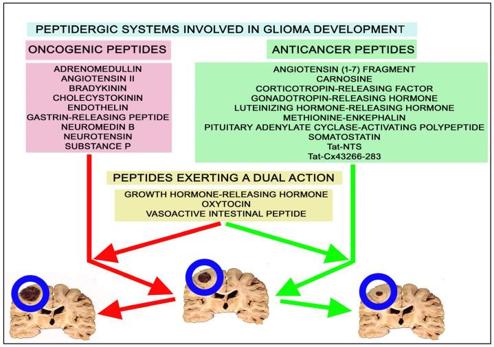https://cdn.ncbi.nlm.nih.gov/pmc/blobs/7989/11277022/8a99bdcd4ba5/ijms-25-07990-g001.jpg