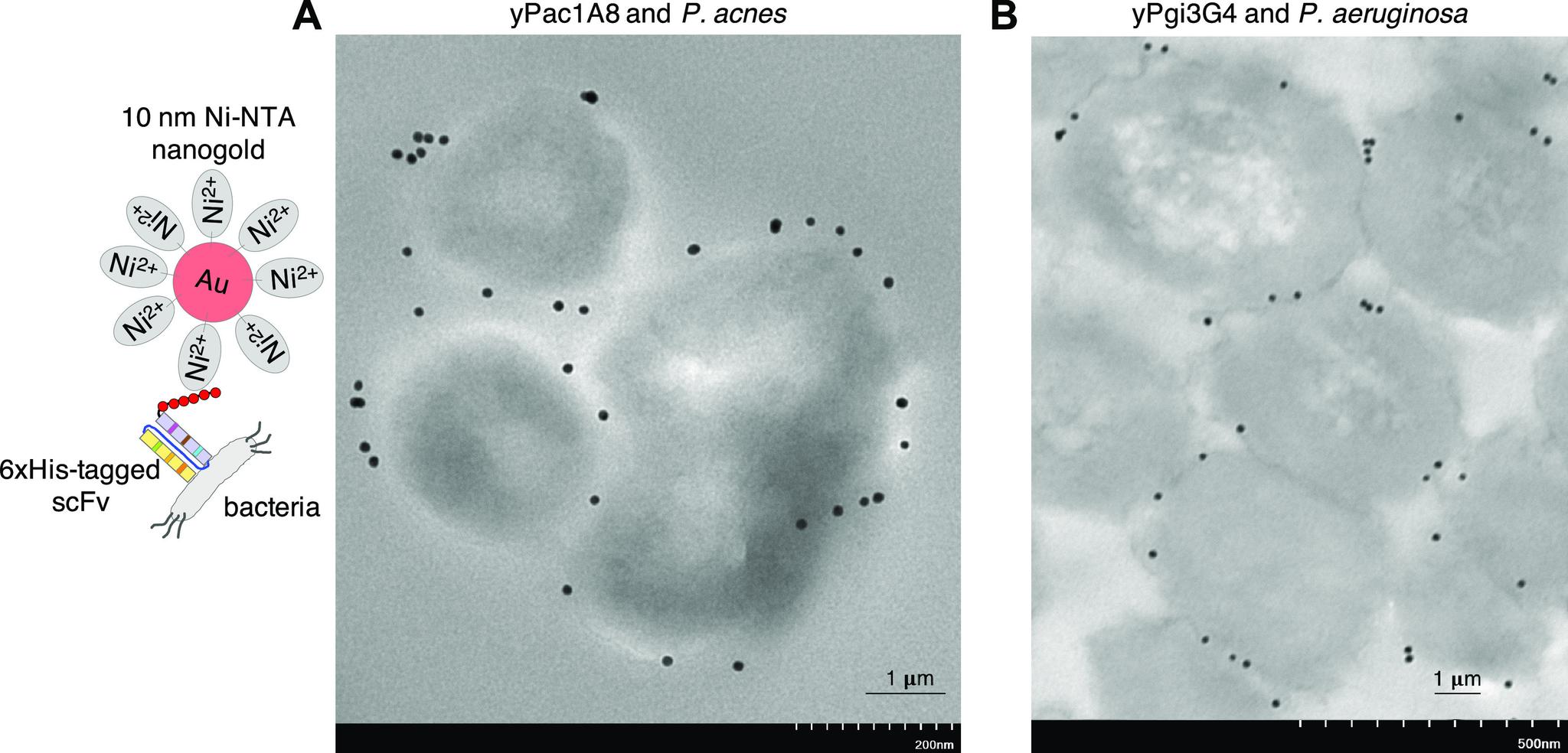 https://cdn.ncbi.nlm.nih.gov/pmc/blobs/798e/7808144/51b34d4dbb94/ao0c05340_0009.jpg