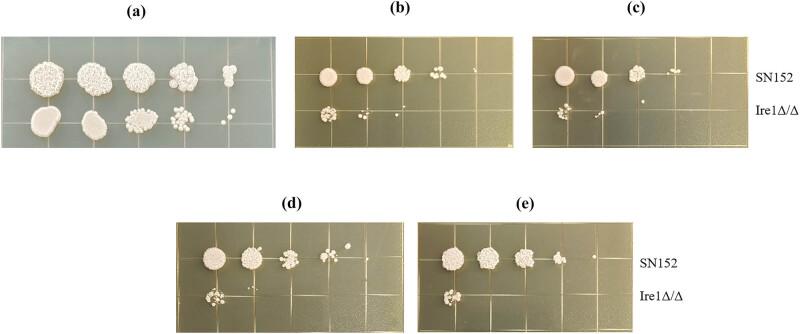 https://cdn.ncbi.nlm.nih.gov/pmc/blobs/7993/12048900/5c9d61e8a0e9/j_biol-2022-1062-fig006.jpg