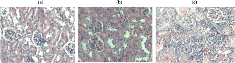 https://cdn.ncbi.nlm.nih.gov/pmc/blobs/7993/12048900/ab531b8197cc/j_biol-2022-1062-fig010.jpg