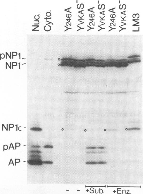 https://cdn.ncbi.nlm.nih.gov/pmc/blobs/7993/238200/0c3ba34bc88c/jvirol00033-0461-a.jpg