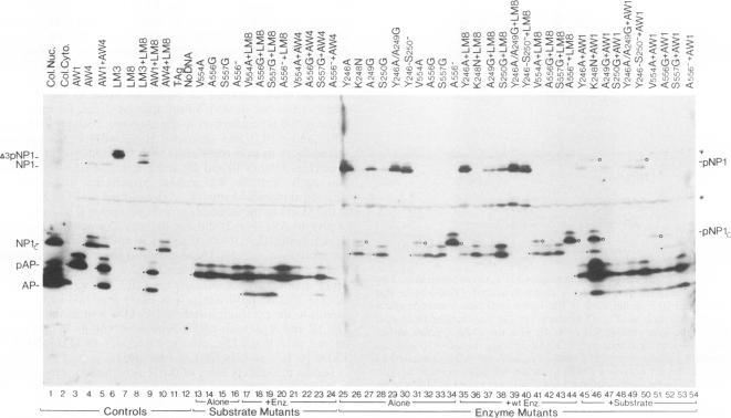 https://cdn.ncbi.nlm.nih.gov/pmc/blobs/7993/238200/0e2772ffbfc8/jvirol00033-0462-a.jpg