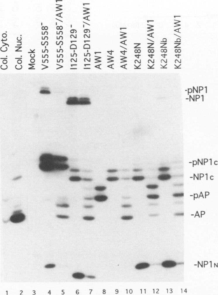 https://cdn.ncbi.nlm.nih.gov/pmc/blobs/7993/238200/52db3a0070ca/jvirol00033-0463-b.jpg