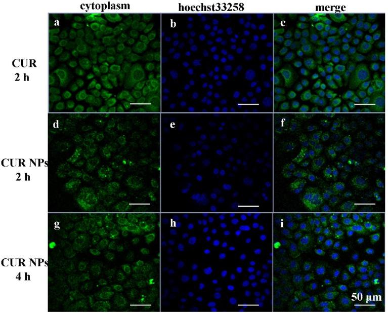 https://cdn.ncbi.nlm.nih.gov/pmc/blobs/7993/7174741/b239070ffb86/fchem-08-00212-g0004.jpg