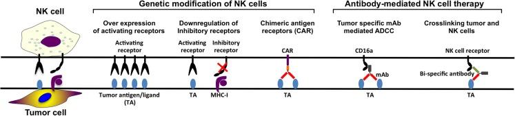 https://cdn.ncbi.nlm.nih.gov/pmc/blobs/7994/4663254/999f3fba766b/fimmu-06-00605-g003.jpg