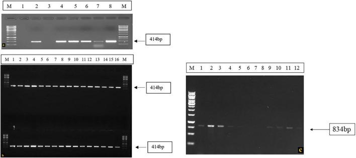 https://cdn.ncbi.nlm.nih.gov/pmc/blobs/7996/12234503/031049762400/fmicb-16-1614122-g006.jpg