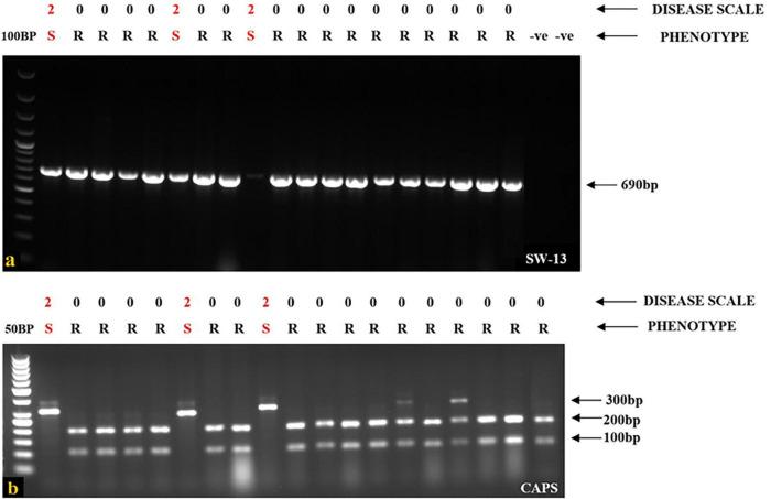 https://cdn.ncbi.nlm.nih.gov/pmc/blobs/7996/12234503/f94624862fdd/fmicb-16-1614122-g002.jpg