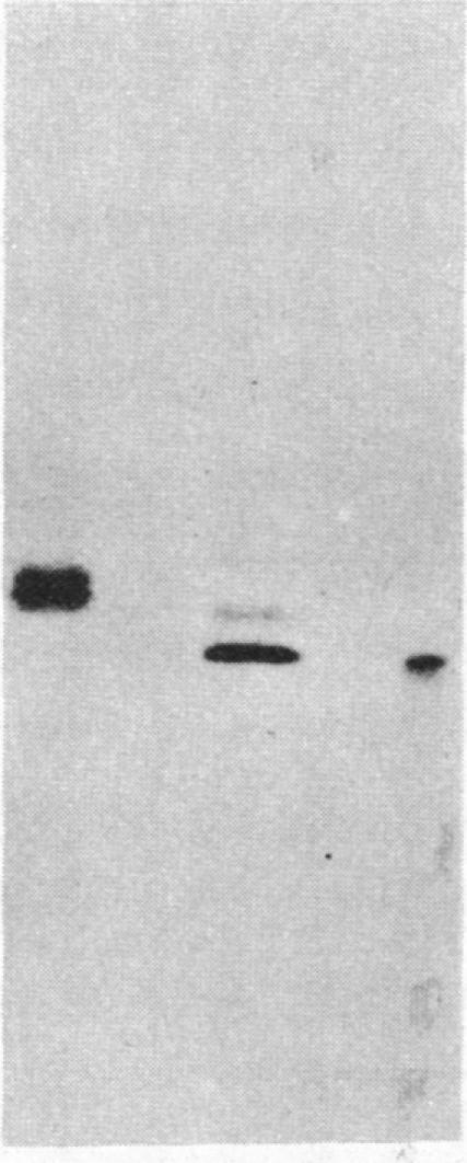 https://cdn.ncbi.nlm.nih.gov/pmc/blobs/7997/323681/e817d41b60d1/pnas00316-0017-a.jpg