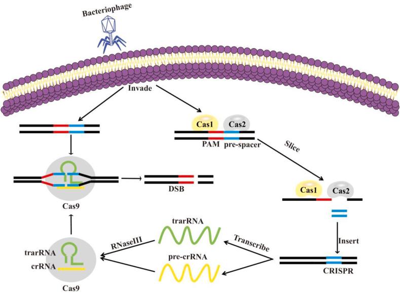 https://cdn.ncbi.nlm.nih.gov/pmc/blobs/7998/10491921/45e3ea3e58c3/gr1.jpg