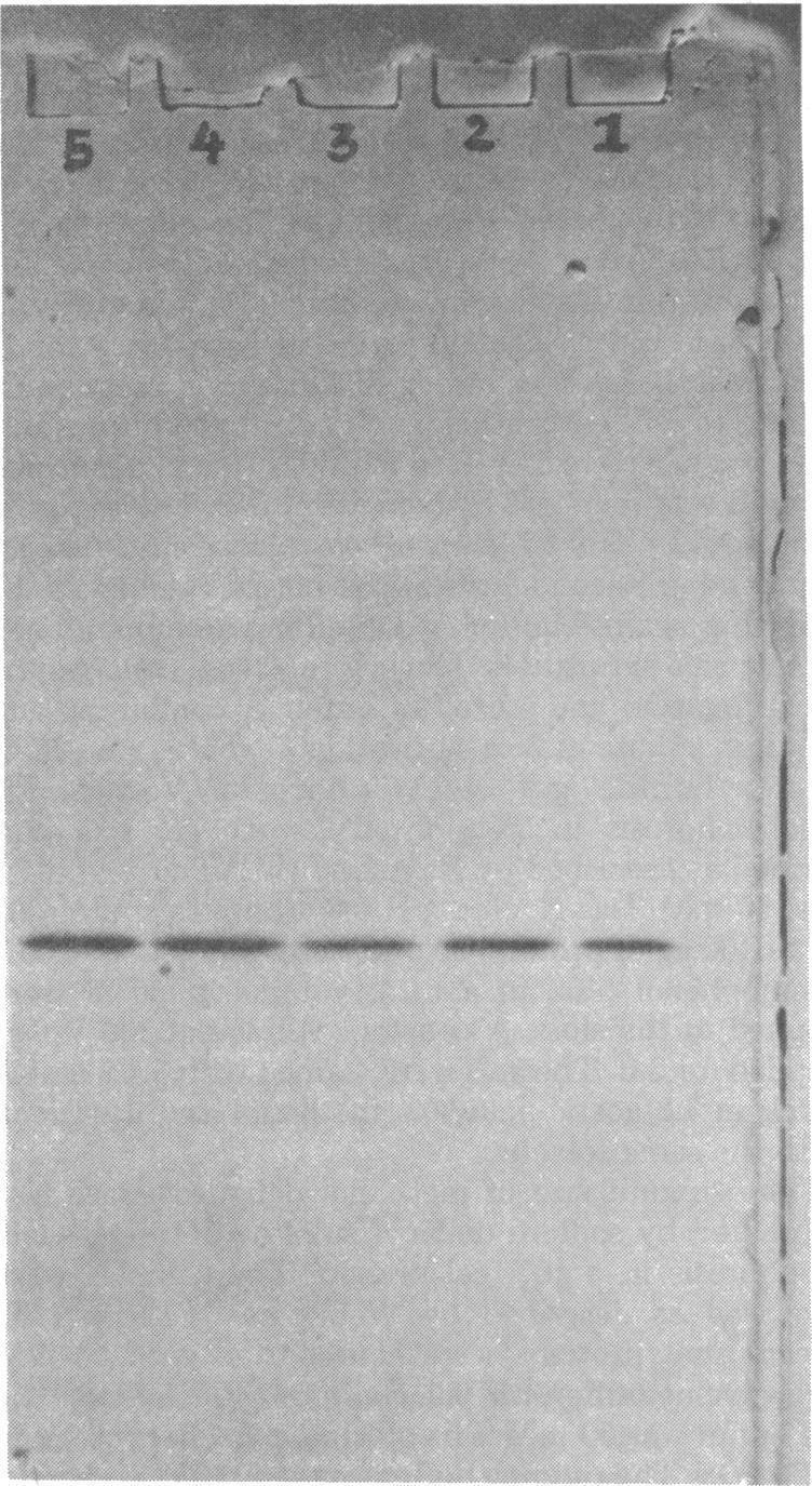 https://cdn.ncbi.nlm.nih.gov/pmc/blobs/7998/222070/316bf7ecffc4/jbacter00297-0212-a.jpg