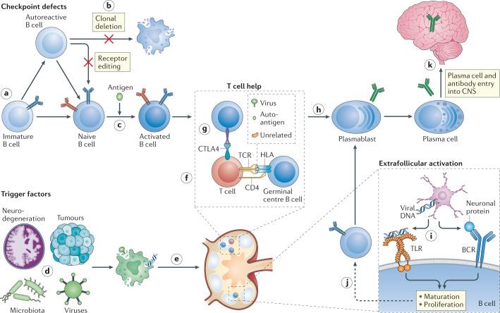 https://cdn.ncbi.nlm.nih.gov/pmc/blobs/7998/8111372/046ce254af05/41577_2021_543_Fig2_HTML.jpg