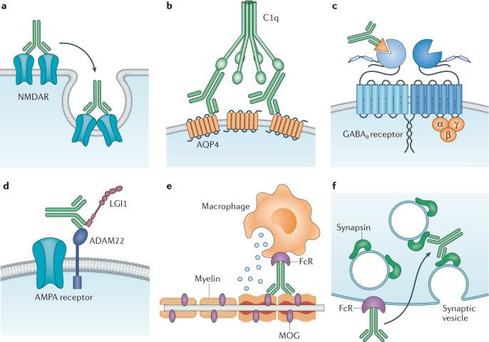 https://cdn.ncbi.nlm.nih.gov/pmc/blobs/7998/8111372/2d7759a67a3c/41577_2021_543_Fig3_HTML.jpg